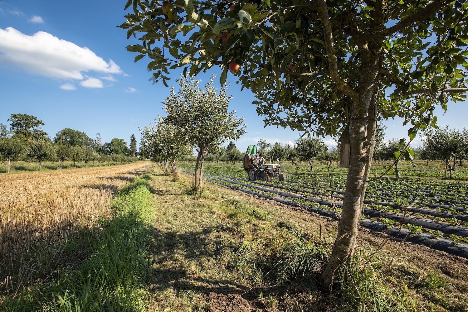 Die Agroforstwirtschaft kann Umwelt-Defizite der Landwirtschaft ausgleichen.