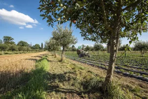 Die Agroforstwirtschaft kann Umwelt-Defizite der Landwirtschaft ausgleichen.