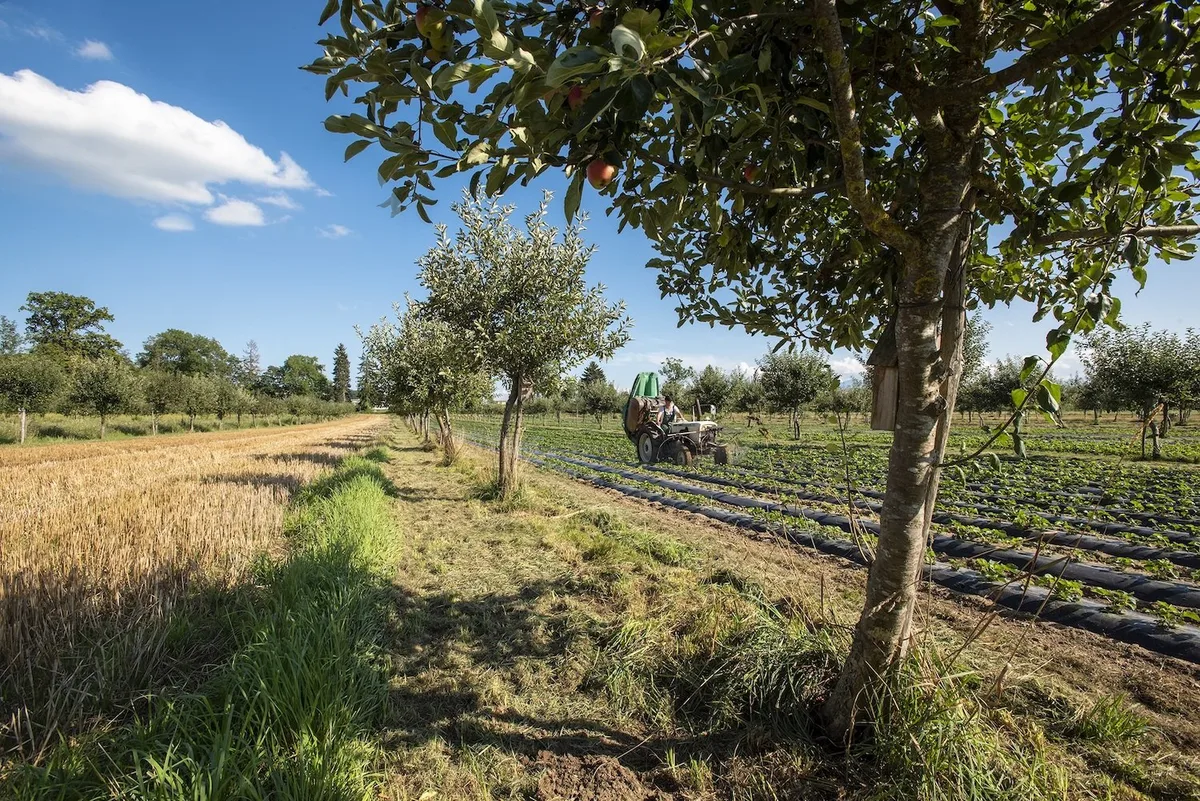 32a75aba86b6aee097e1f43fefbb7b05d8a59186 Die Agroforstwirtschaft kann Umwelt-Defizite der Landwirtschaft ausgleichen.