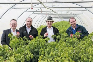 Aargauer Chilis sind ein Gemeinschaftswerk: (v. r. n. l.) Jörg Friedli produziert, Pascal Furer verarbeitet, Regierungsrat Markus Dieth unterstützt das Projekt und Delico-CEO Matthias Fürer sorgt für den Absatz.