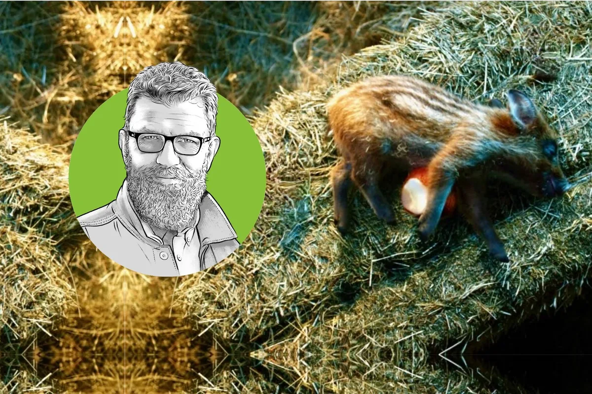 editorial_kampagnen_wildschwein Den Stadt-Land-Graben mit konstruktiver Agrarpolitik überwinden – Editorial von Jürg Vollmer