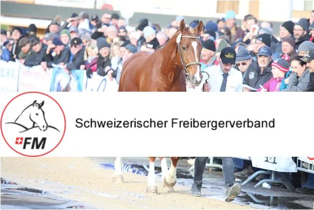 c4755aa6b141933903ad0d0a45b7366c424a2375 Die weissen Abzeichen an den Beinen von Cartoon du Pardoc entsprechen nicht den den Regeln der Hengstkörung. (Bild kr/ Montage jsc)
