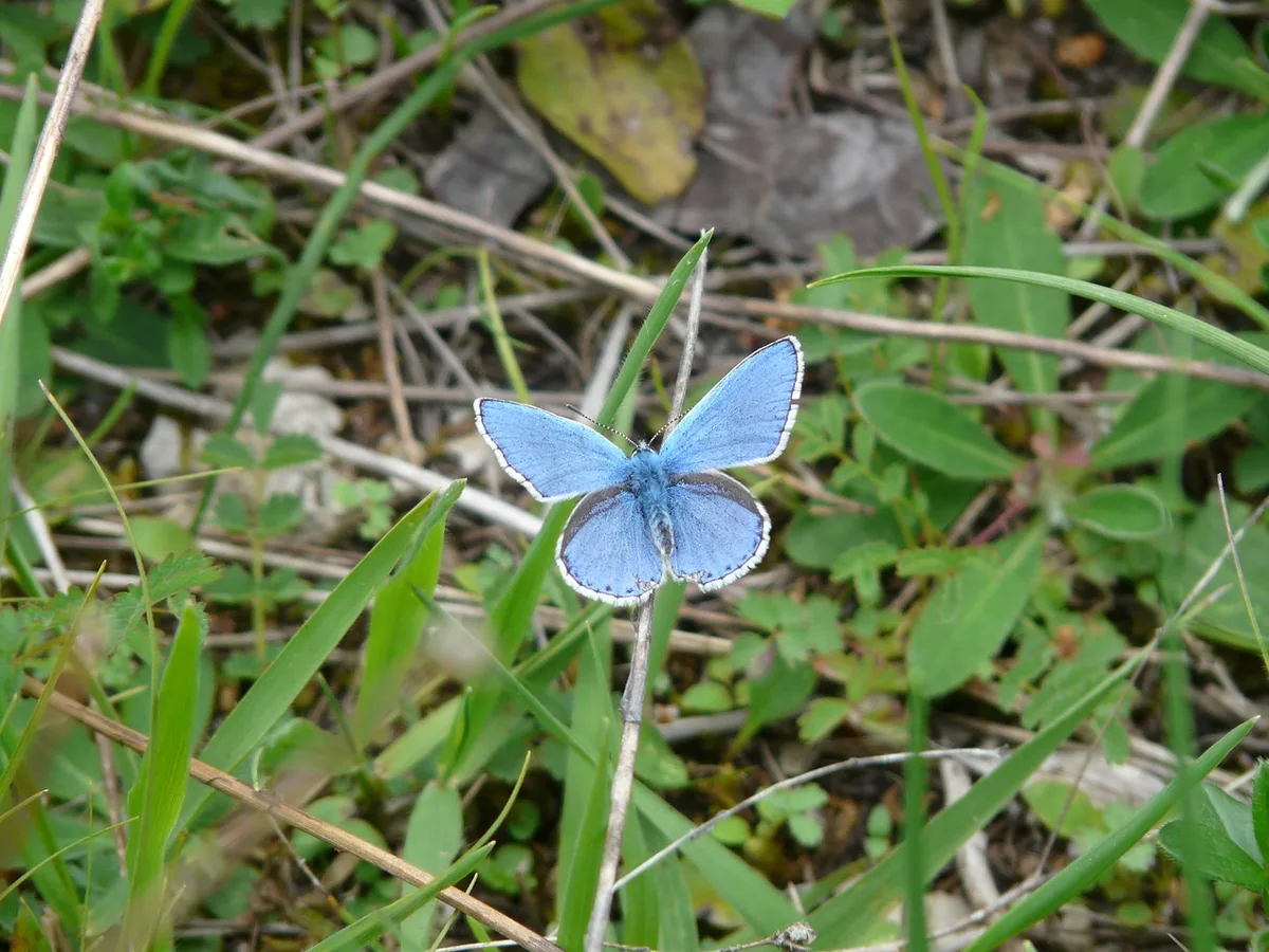 Weil Simon Bracher seine Flächen mager hält, tummeln sich nun wieder Tagfalter auf seinen Wiesen. Bild: pixabay