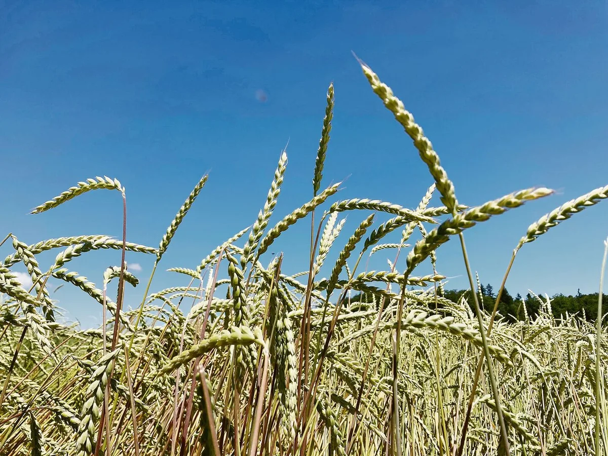 c3b00b76c64ae478bb241836440948bc206701ff9f5320c1e7b10519528cdd62 Für pestizidfreien Urdinkel werden den Produzenten für die nächstjährige Ernte noch 86.– Fr./dt offeriert.