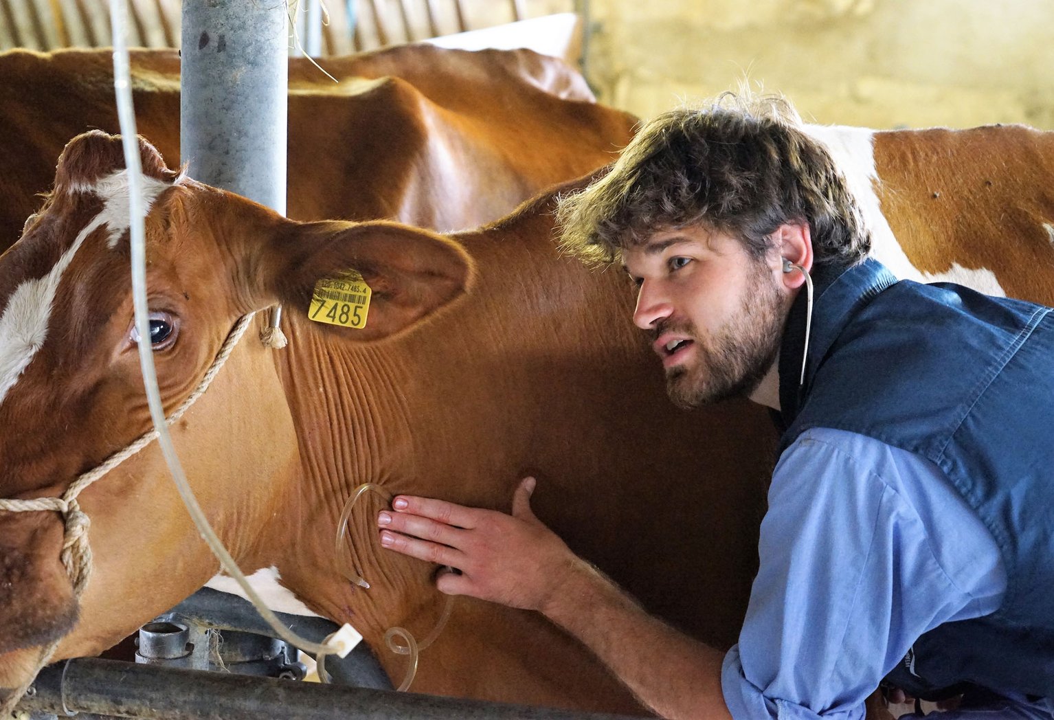 Tierärzte setzen alles daran, um die Ausbreitung der Resistenz gegen Antibiotika zu verhindern. (Bild lid)