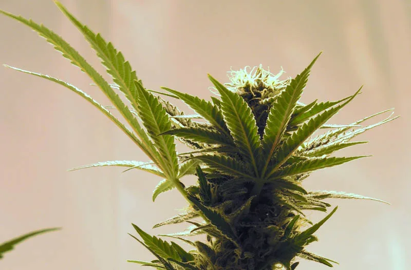 9d195bba5c2034b2464789e9c79f4902af82d047 Hanf ist vielfältig einsetzbar. (Bild Pixabay)
