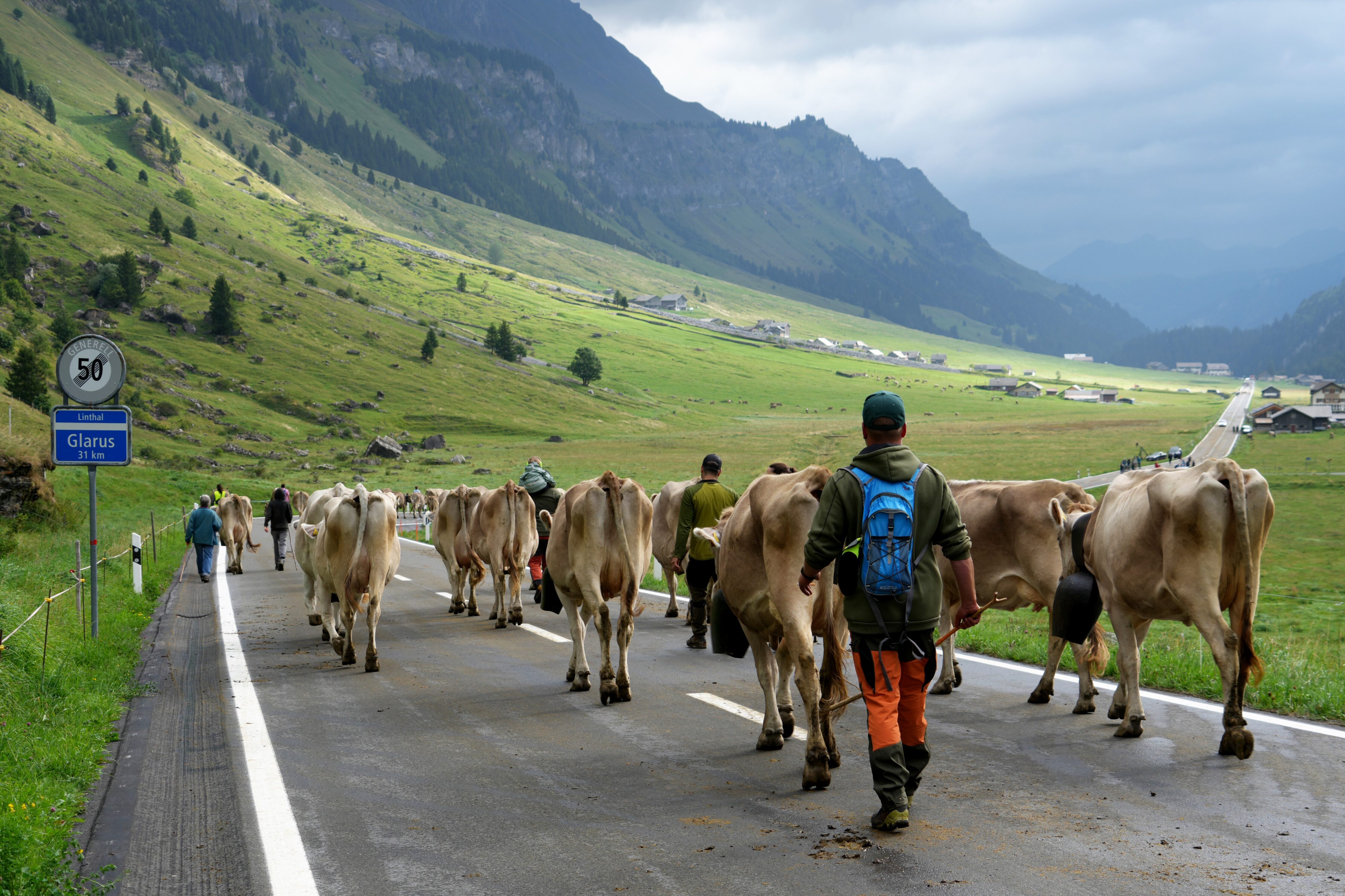 Nach sieben Wochen sind die rund 1000 Kühe wieder zurück auf dem Urnerboden. 