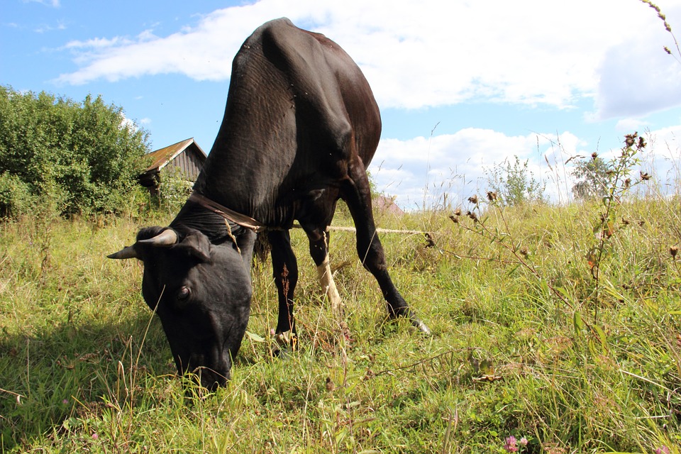 Russische Kühe produzieren offenbar viel weniger Milch als in der Produktionsstatistik ausgewiesen. (Bild Pixabay)