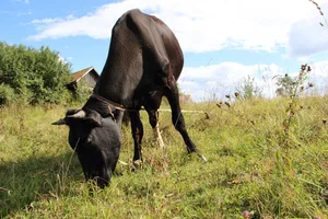 Russische Kühe produzieren offenbar viel weniger Milch als in der Produktionsstatistik ausgewiesen. (Bild Pixabay)