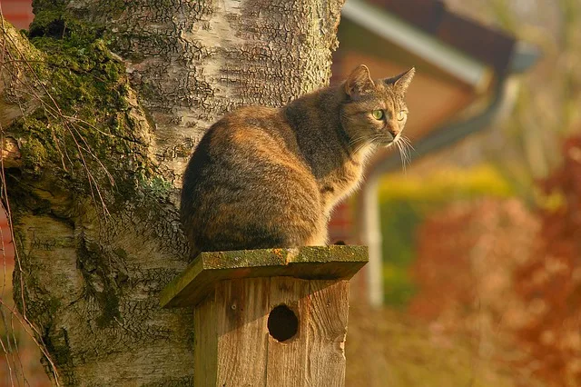 77a3fafbcdc1c7fb3982aceb4982224018bda983 Die vielen Katzen in der Schweiz sind eine Bedrohung für die einheimische Vogelwelt – sowohl streunende als auch Hauskatzen mit festem Wohnsitz. (Bild Pixabay)