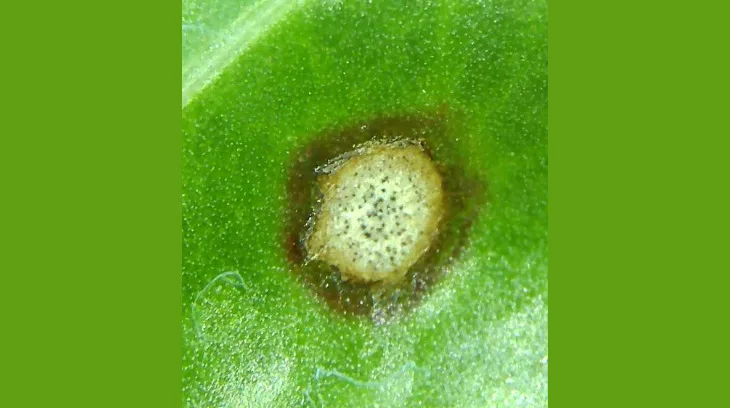 98137197a10f97aaa1a41d5ac303c59cb4444492 Cercospora Blattflecken sind 2-3mm gross und durch einen dunklen Rand gekennzeichnet. Oftmals findet man im Innern der Blattflecken schwarze Punkte. (Bild Luzi Schneider)