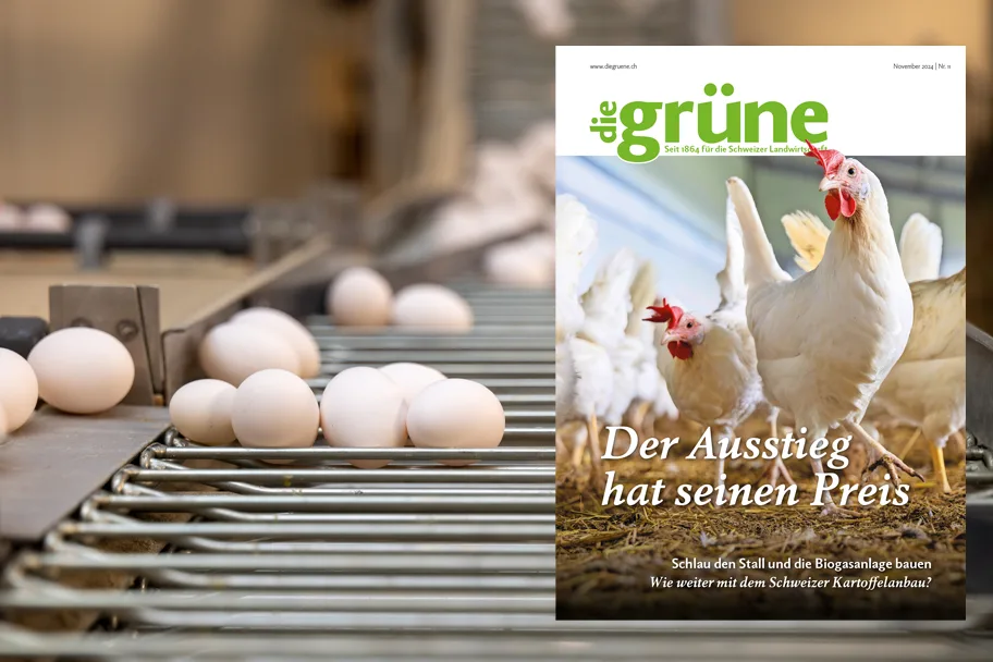 «die grüne» im November 2024 – Der Ausstieg aus dem Kükentöten hat seinen Preis