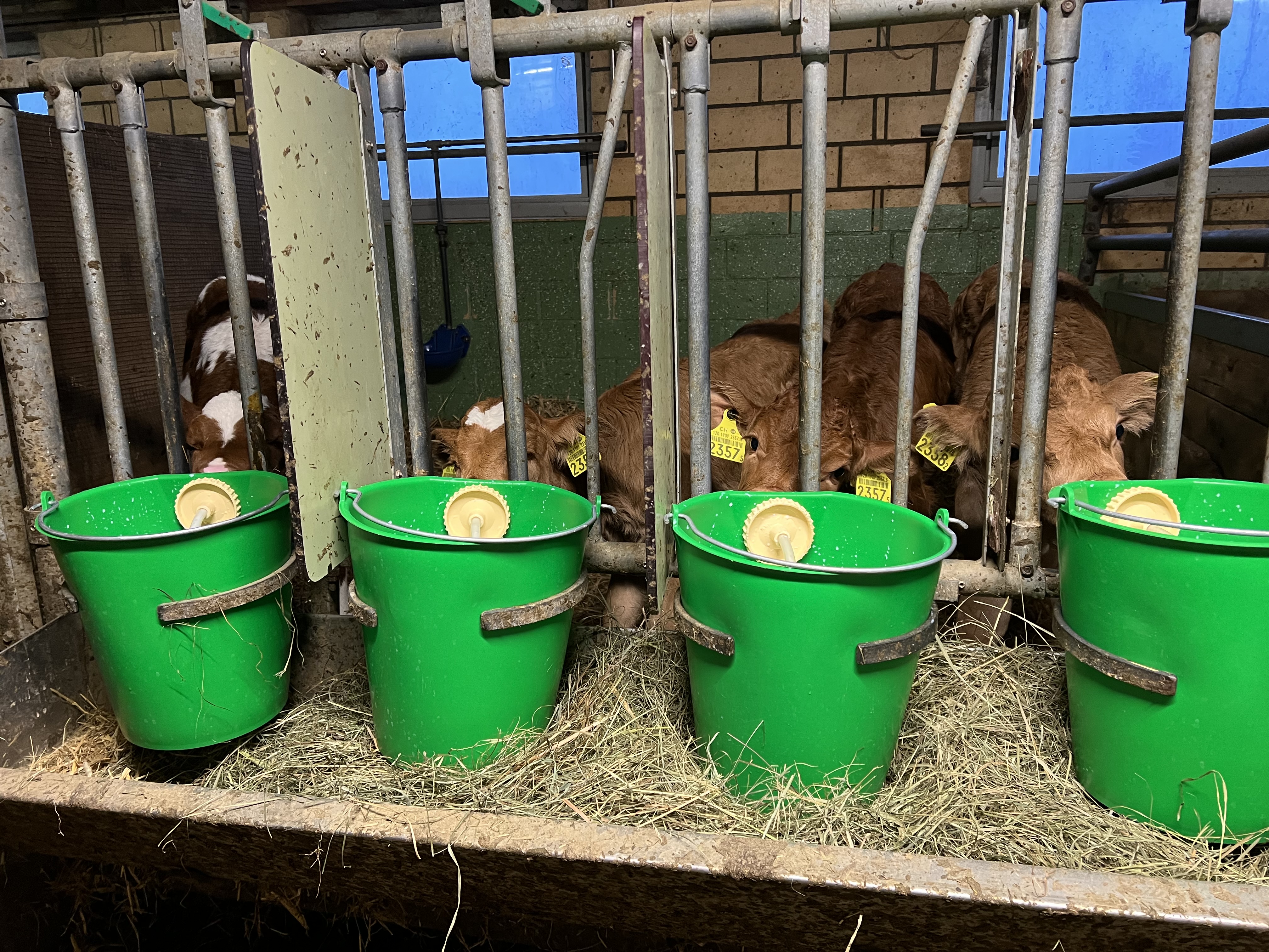 Bei der Probenentnahme durch den Tierarzt ist es wichtig, dass die Kälber zwischen 24 Stunden und zehn Tagen alt und gesund sind.