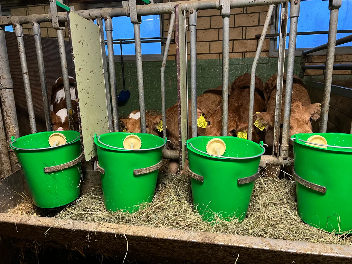 Kälber Bei der Probenentnahme durch den Tierarzt ist es wichtig, dass die Kälber zwischen 24 Stunden und zehn Tagen alt und gesund sind.