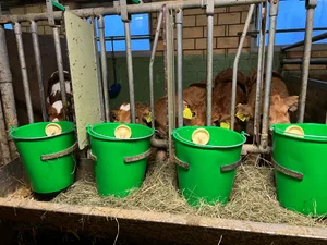 Bei der Probenentnahme durch den Tierarzt ist es wichtig, dass die Kälber zwischen 24 Stunden und zehn Tagen alt und gesund sind.