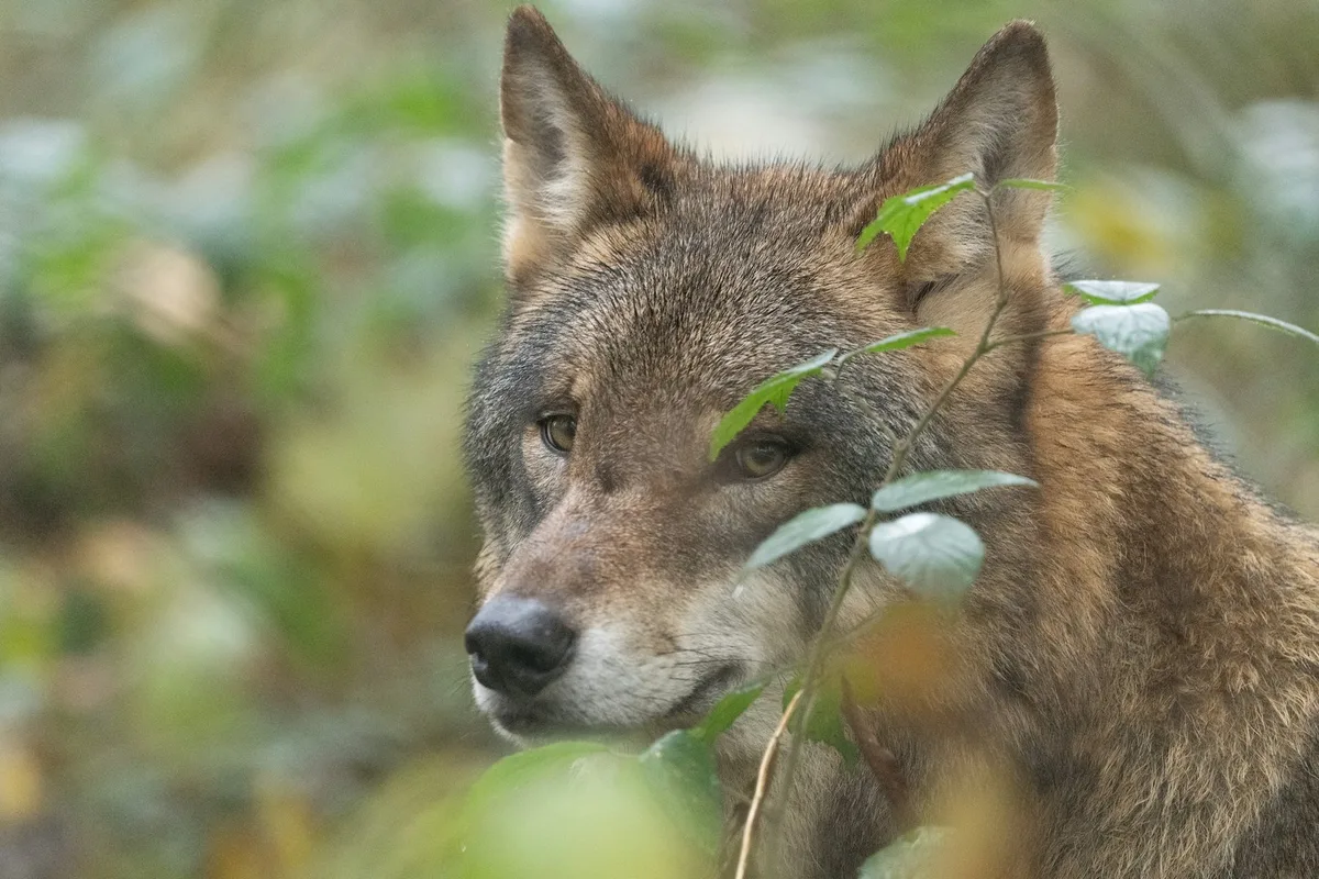 Wolf25326 Maximalbestände für Wölfe im Ständerat angenommen – aber wird das wirken?
