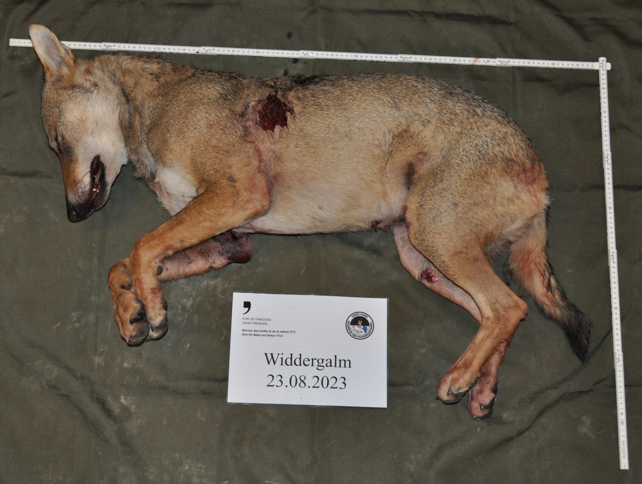 SCHWEIZ KANTON FREIBURG ABSCHUSS WOLF