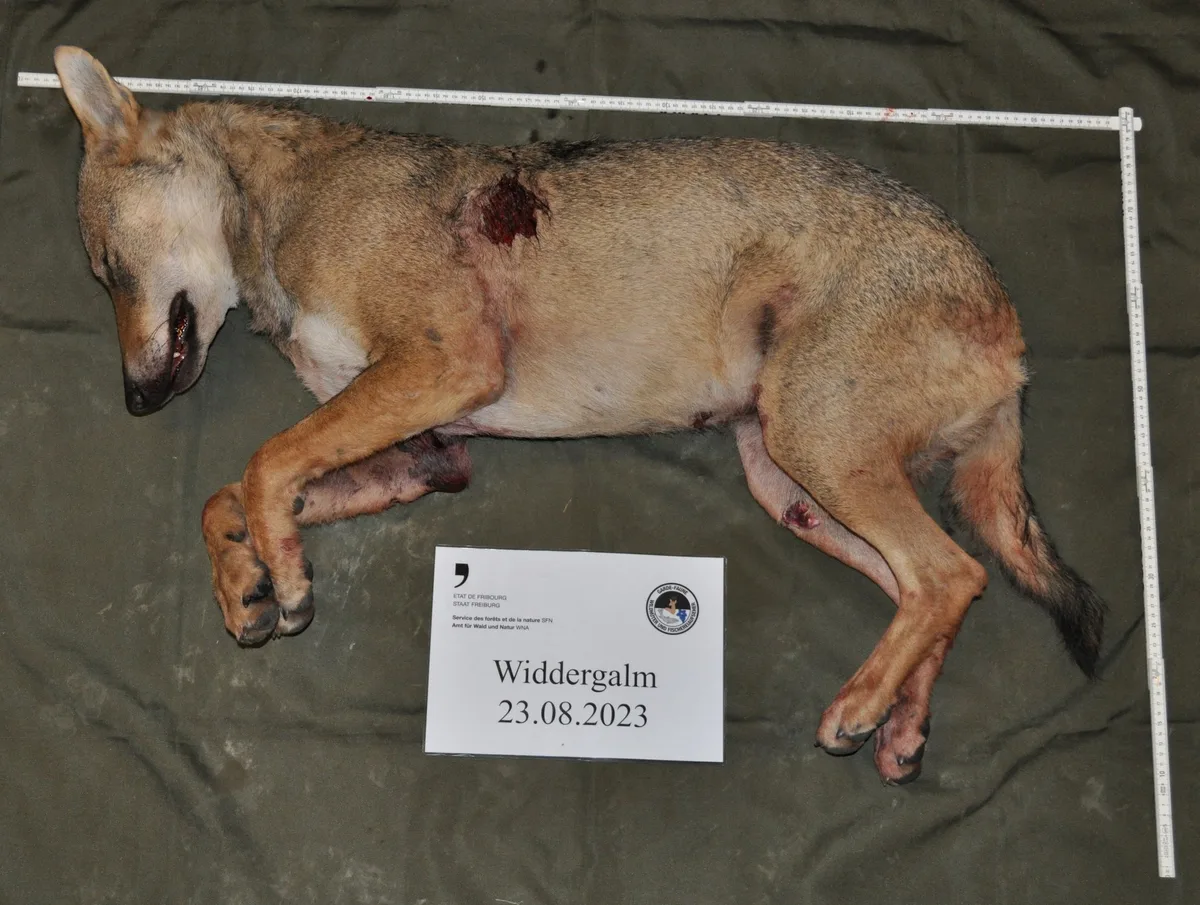 BZ-AKT4-36-Wolf-zweites-Bild-jgl SCHWEIZ KANTON FREIBURG ABSCHUSS WOLF