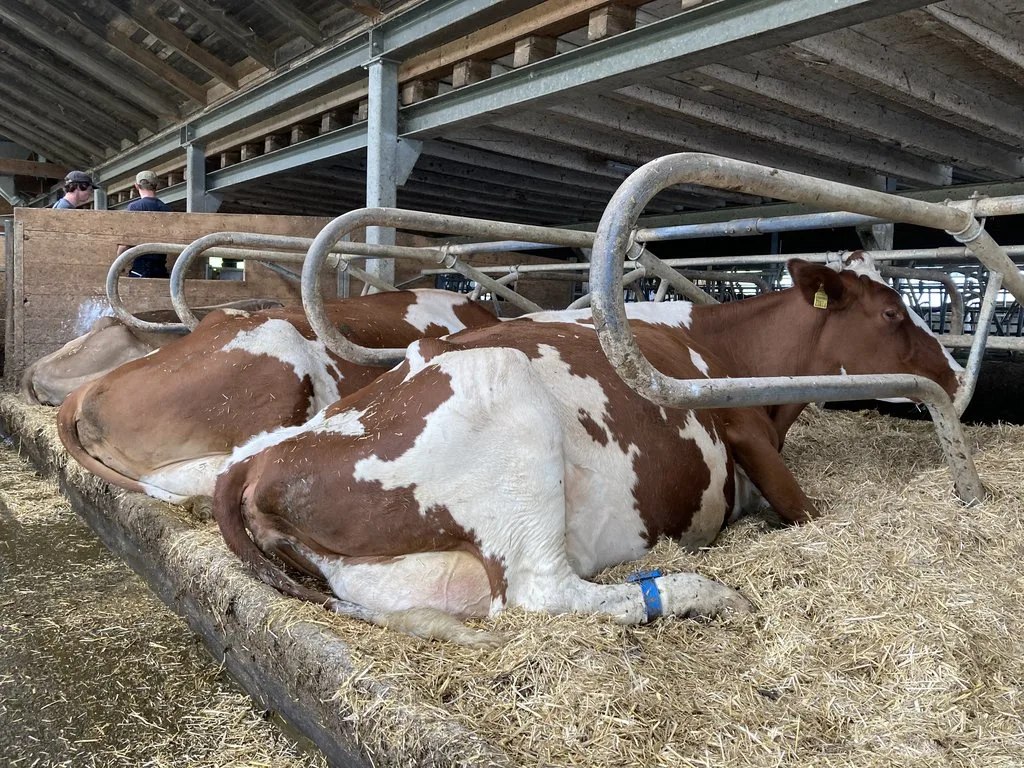 BZ-BET2-30-Tierhaltung Erhöhtes Mastitis-Risiko im Sommer