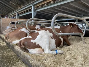 Sind die Beine bis zum Sprunggelenk verschmutzt, geraten die Keime im Schmutz beim Liegen direkt an die Zitzen. Das kann eine Mastitis (Euterentzündung) auslösen.