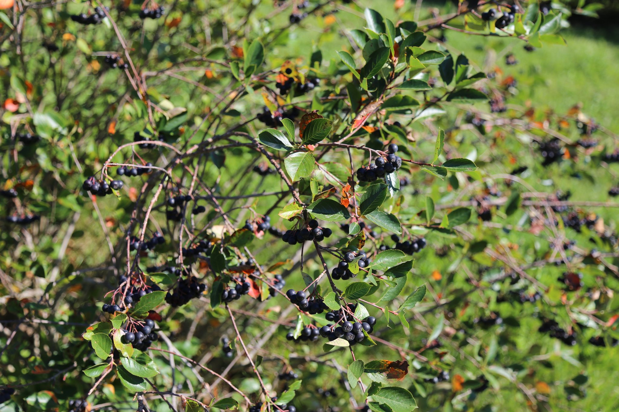 Schweizer Aronia muss mit Qualität überzeugen