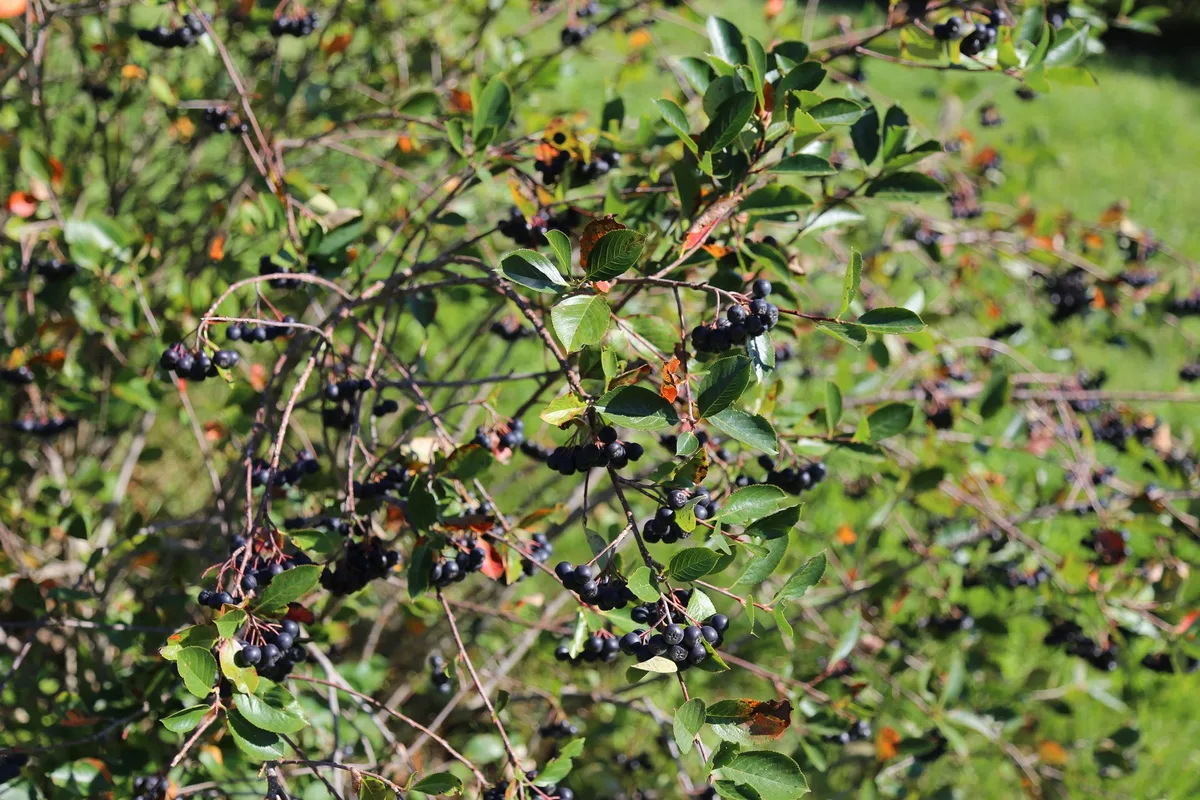 IMG_0699 Schweizer Aronia muss mit Qualität überzeugen