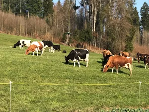 Bald ist Zeit für die Frühlingsweide: Sie ist gut für die Kühe, das Gras und schadet den Mäusen.