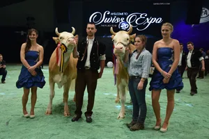 Die Grand-Champion der Simmentaler heisst Alarm Venus von Elvira Perreten aus Lauenen BE (rechts) und die Schöneutersiegerin Sepp Eliana von Jonathan und Stephan Perreten aus Lauenen BE (links). (Bilder pf)