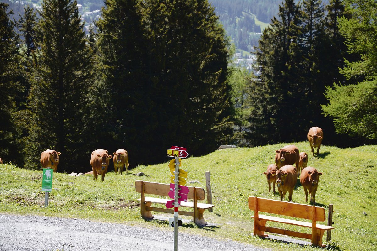 Begegnungen mit Mutterkühen gehören in Tourismusgebieten zum Alltag. Abklärungen und das Festlegen von Massnahmen sind unumgänglich.(Bild Hans Feldmann, BUL)