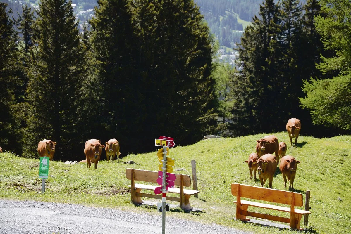 465f64bf28fcac56ebb7276db7fba6c658f419e0 Begegnungen mit Mutterkühen gehören in Tourismusgebieten zum Alltag. Abklärungen und das Festlegen von Massnahmen sind unumgänglich.(Bild Hans Feldmann, BUL)
