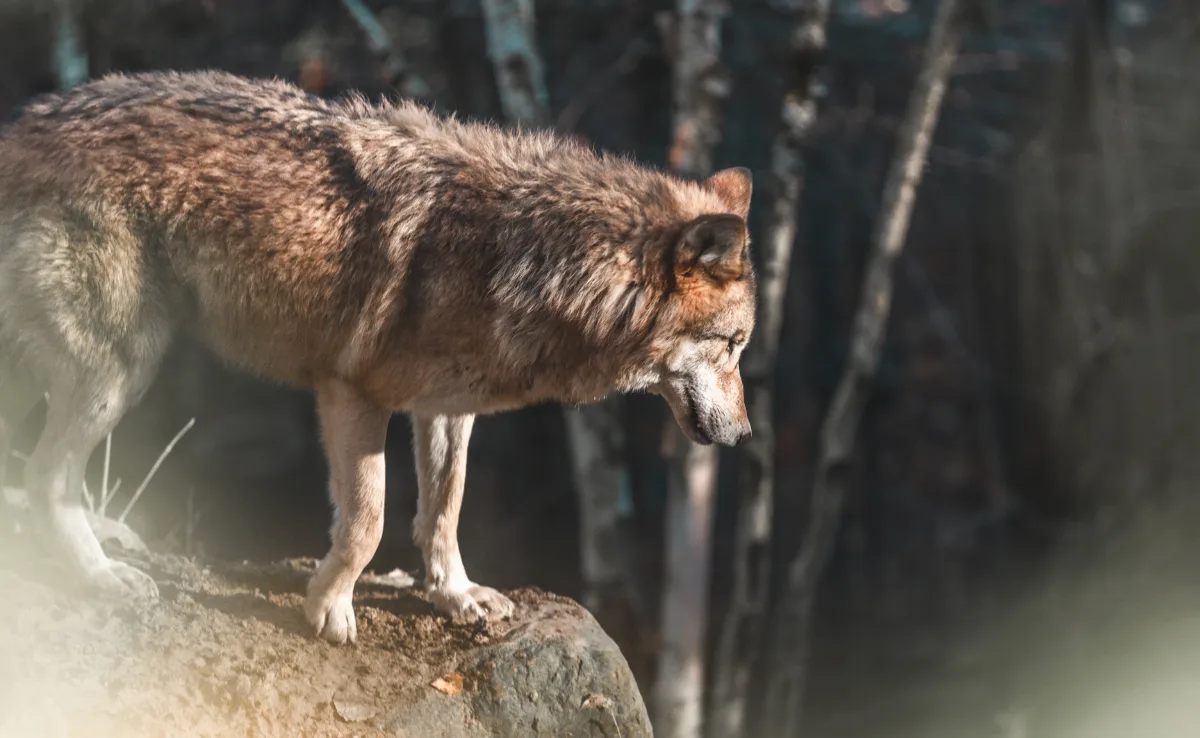 wolf_janis_wolf 12 bewilligte Abschüsse, 2 erlegte Wölfe – was macht die Wolfsjagd so schwierig?