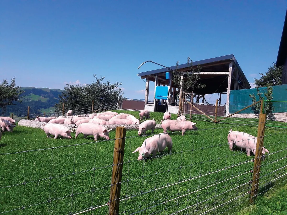 Wiesenschweine können je nach Wetter nur kurz auf die Weide, dann werden sie zurückgepfiffen. Sie haben aber auch im Stall viel Beschäftigung im Wühlbereich und in der Suhle.