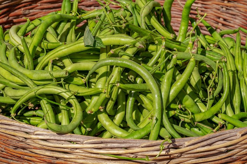 Neben Proteinen enthalten grüne Bohnen auch Vitamine und Nahrungsfasern. (Bild lid)