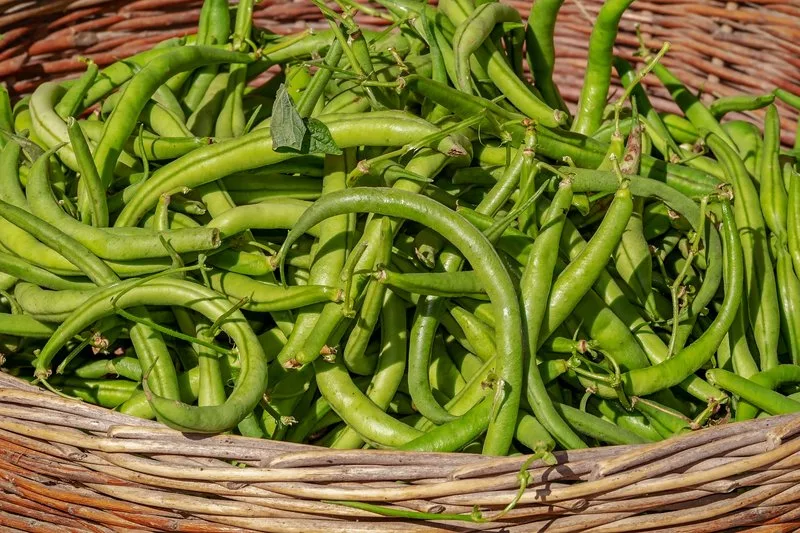 9eadd58994150e5cae56876c8d0c86b01b3b57cc Neben Proteinen enthalten grüne Bohnen auch Vitamine und Nahrungsfasern. (Bild lid)