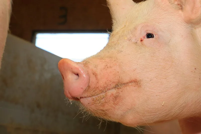 b78ce106e8acd4b314f3fc67e62dac60fc5b7780 An der Afrikanischen Schweinepest erkranken können alle Schweinearten, Wildschweine spielen eine wichtige Rolle bei der Verbreitung über kurze Distanzen. (Bild Peter Röthlisberger)
