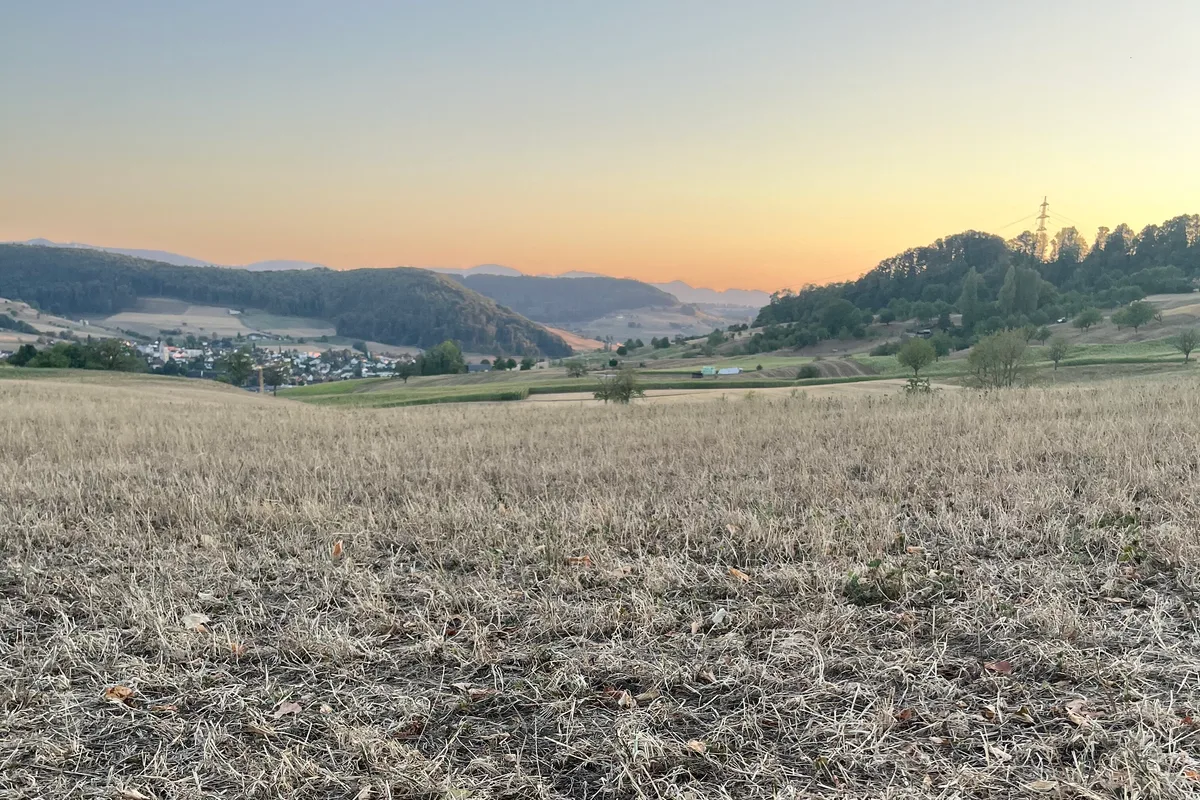 IMG_2022.jpeg Die Folgen der Trockenheit zwingen die Regierung zum Handeln: Felder oberhalb Ormalingen im Oberbaselbiet.