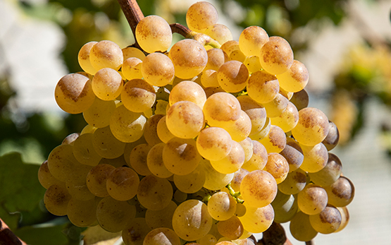 Die Rebsorte Chasselas schlägt den eigenen Frühreiferekord