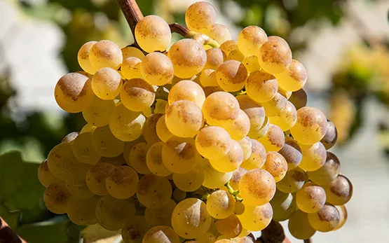 Chasselas-Trauben_Agroscope Die Rebsorte Chasselas schlägt den eigenen Frühreiferekord