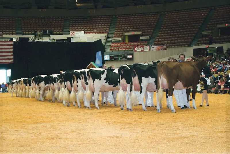 c0e4e9748ad11b092f95a670b539db6445e80222 Hier begann die Karriere von Apple: Als sie 2006 an der World Dairy Expo in Madison (USA) als erste rote Kuh einen Klassensieg an der Holsteinschau holte. .(Bild zVg)