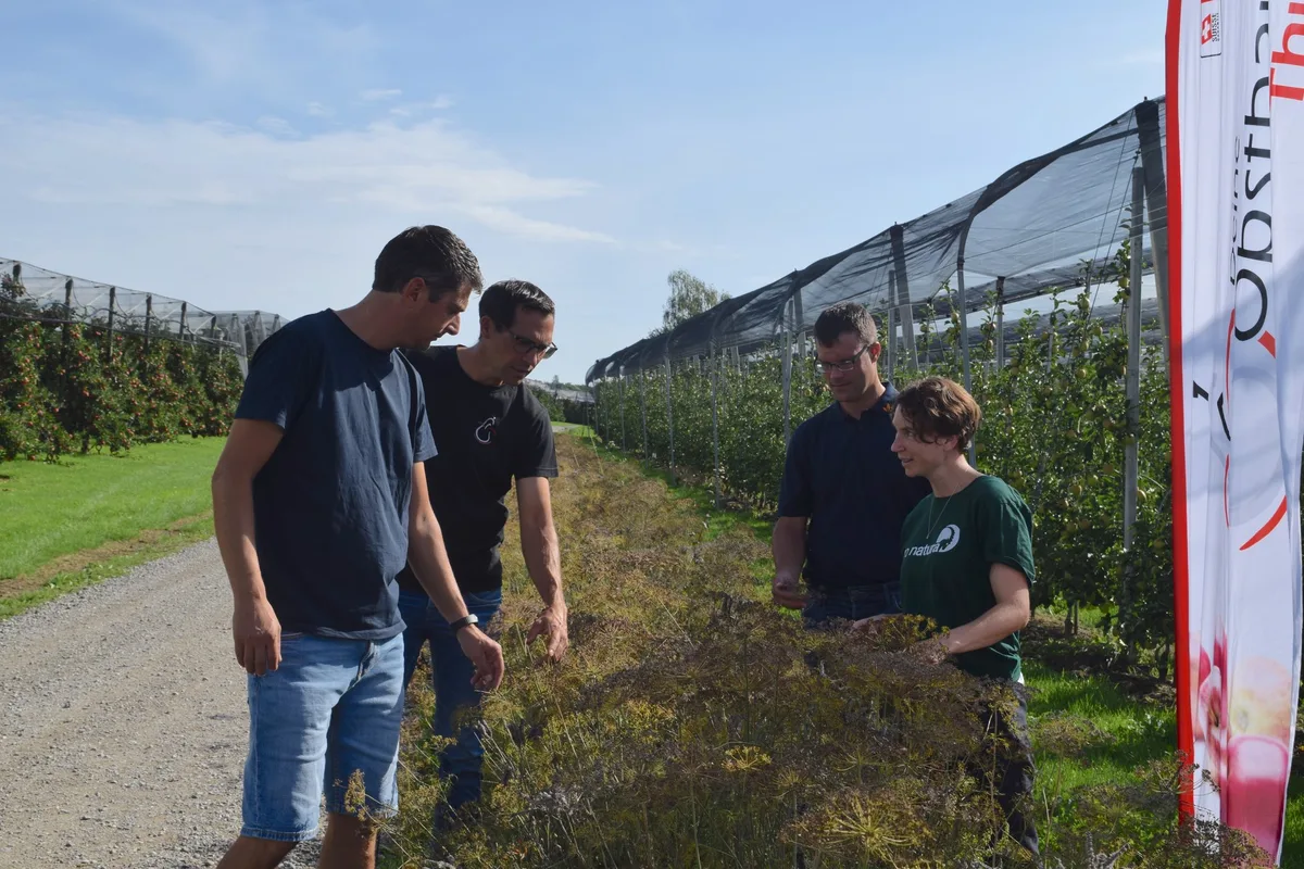 Blumenwiesen-Obstgarten-TOV Blumenwiesen in Obstgärten: Ein kleiner Beitrag mit grosser Wirkung