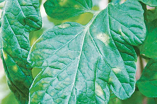 Gelbliche Samtflecken an einem Tomatenblatt. (Bild C. Sauer, Agroscope)