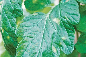 Gelbliche Samtflecken an einem Tomatenblatt. (Bild C. Sauer, Agroscope)