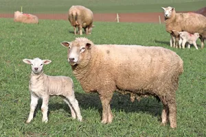 Muttertiere mit genügend Reserven können ihre Jungtiere auch über die Milch mit Selen versorgen.
