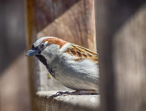 Spatzen sind wenig scheue Vögel. Ausserdem sind sie schlau, was die Abwehr weiter erschwert.