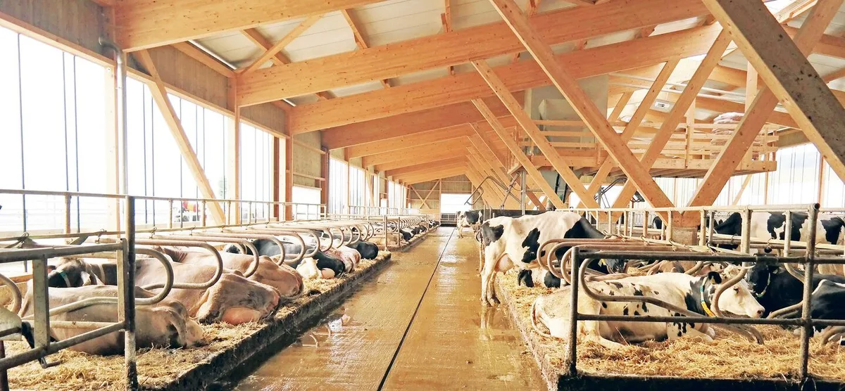 d3dd925852de54b3037213100ea01a9d22de3ec88a4b895eb624fcc6d03ac4f8 Kühe produzieren während des Liegens aufgrund der stärkeren Durchblutung des Euters einen grossen Anteil der Milch. Deshalb sollte das Läger unter anderem genügend lang sein, damit sich die Kühe gerne hinlegen.