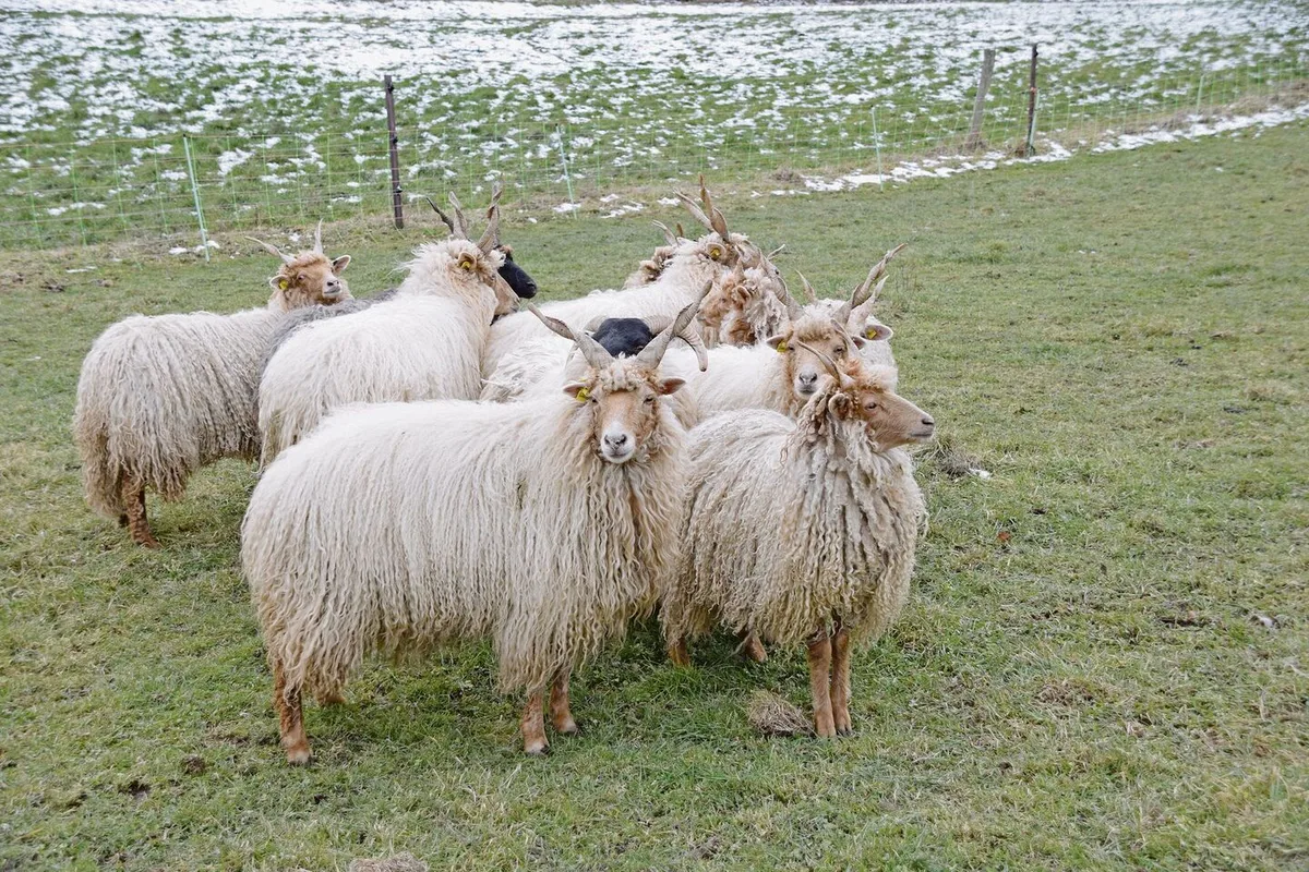 bda8bdcc503e483d3a8d5acf75fdcfcd79bed34108b32a646fd614813dbc541c Immer wieder verzeichnet das Zürcher Veterinäramt Meldungen aufgrund von im Freien gehaltenen Tieren.