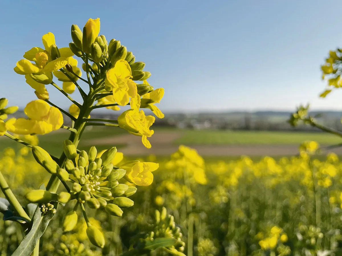 806744ea0a4ab400263c9edcd7db5befceb14016 Raps ist eine geschätzte Pflanze für die Fruchtfolge, sie ist aber auch bei den schädlichen Insekten beliebt. (Bild Nicole Geiser)