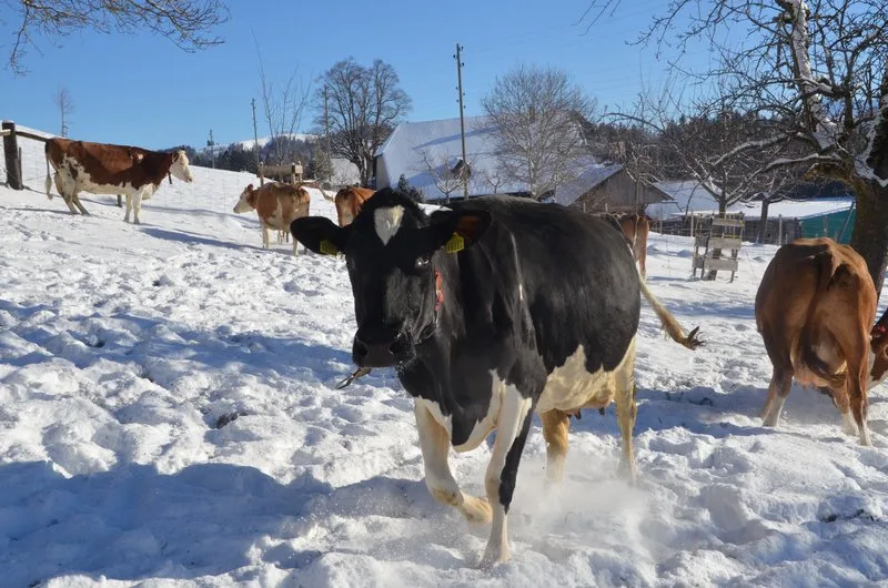 ebf2074759dd69eb3c318ec8dbb1315da97a5342 Tierschützer kritisieren, dass Tiere vor allem im Winter zu wenig Auslauf hätten. (Aline Küenzi)
