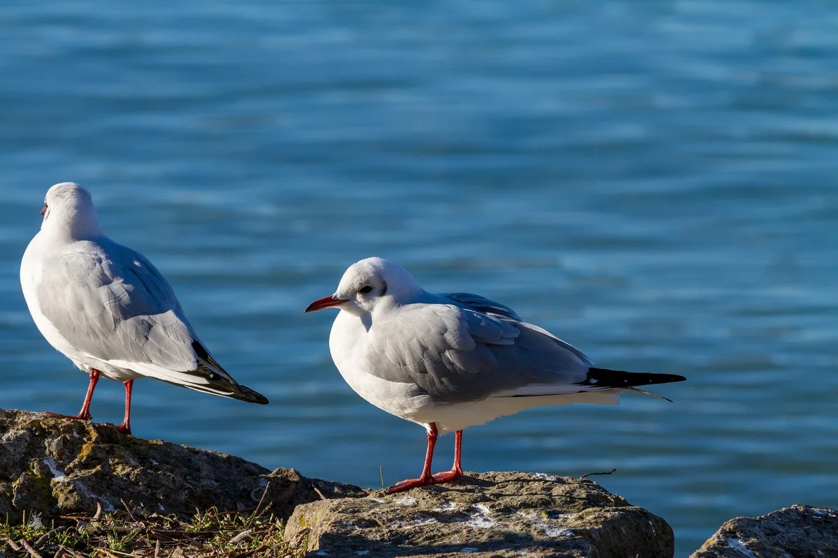 gull-g97c6731fa_1920 Im Kanton Zug wurden zwei Möwen mit Vogelgrippevirus gefunden