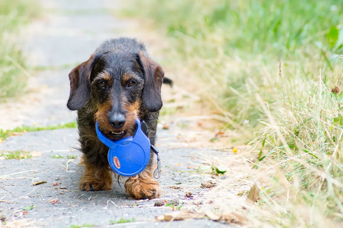Jetzt gehören Hunde an die Leine – je nach Kanton auch laut Gesetz